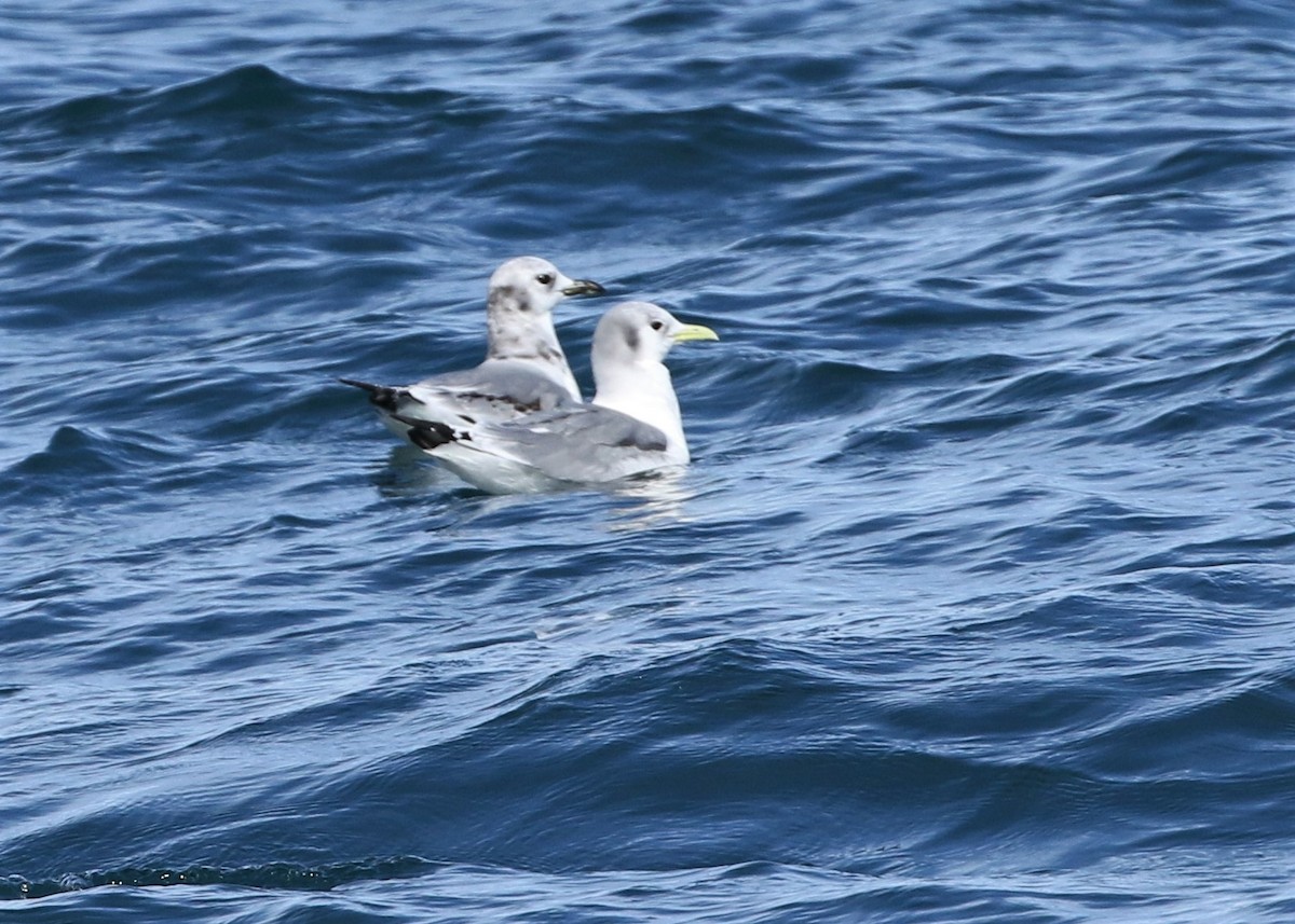 Mouette tridactyle - ML207527461