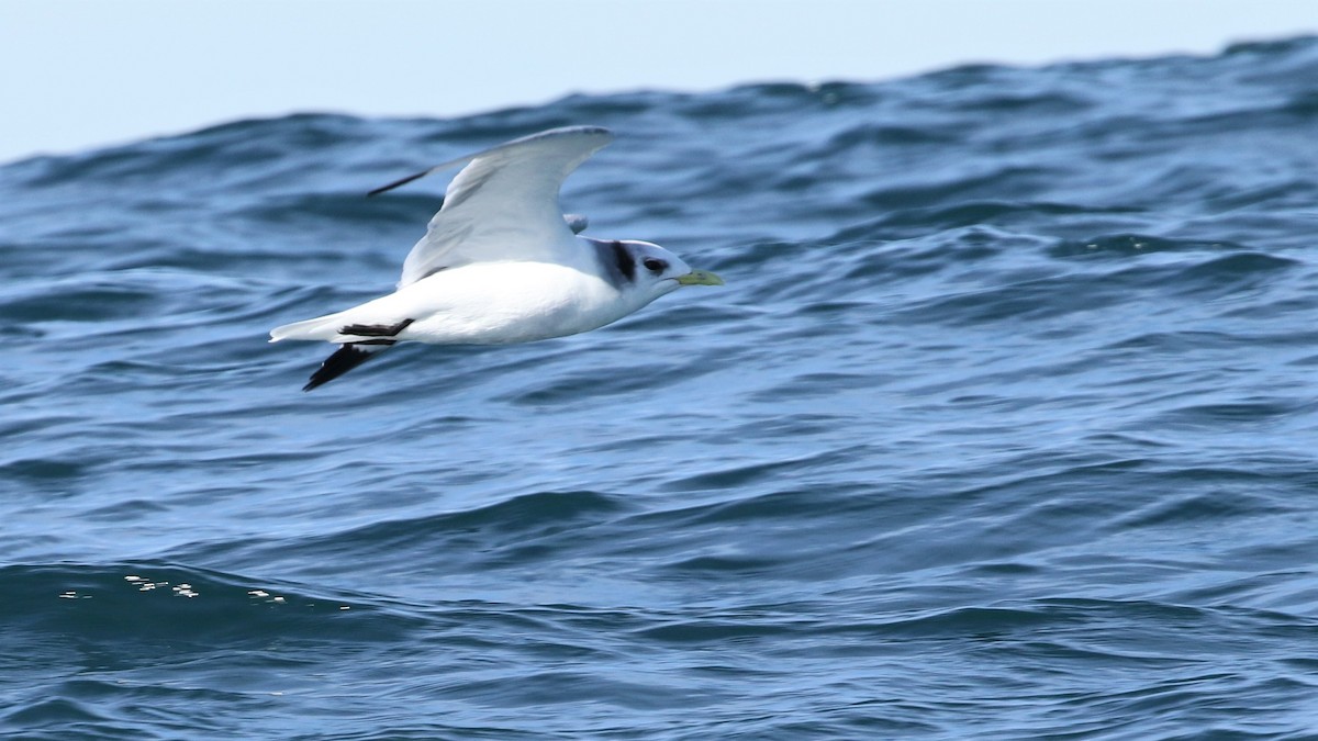 Mouette tridactyle - ML207527491