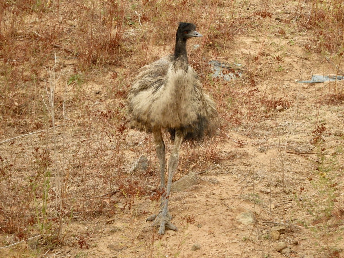 Emu - ML207528971