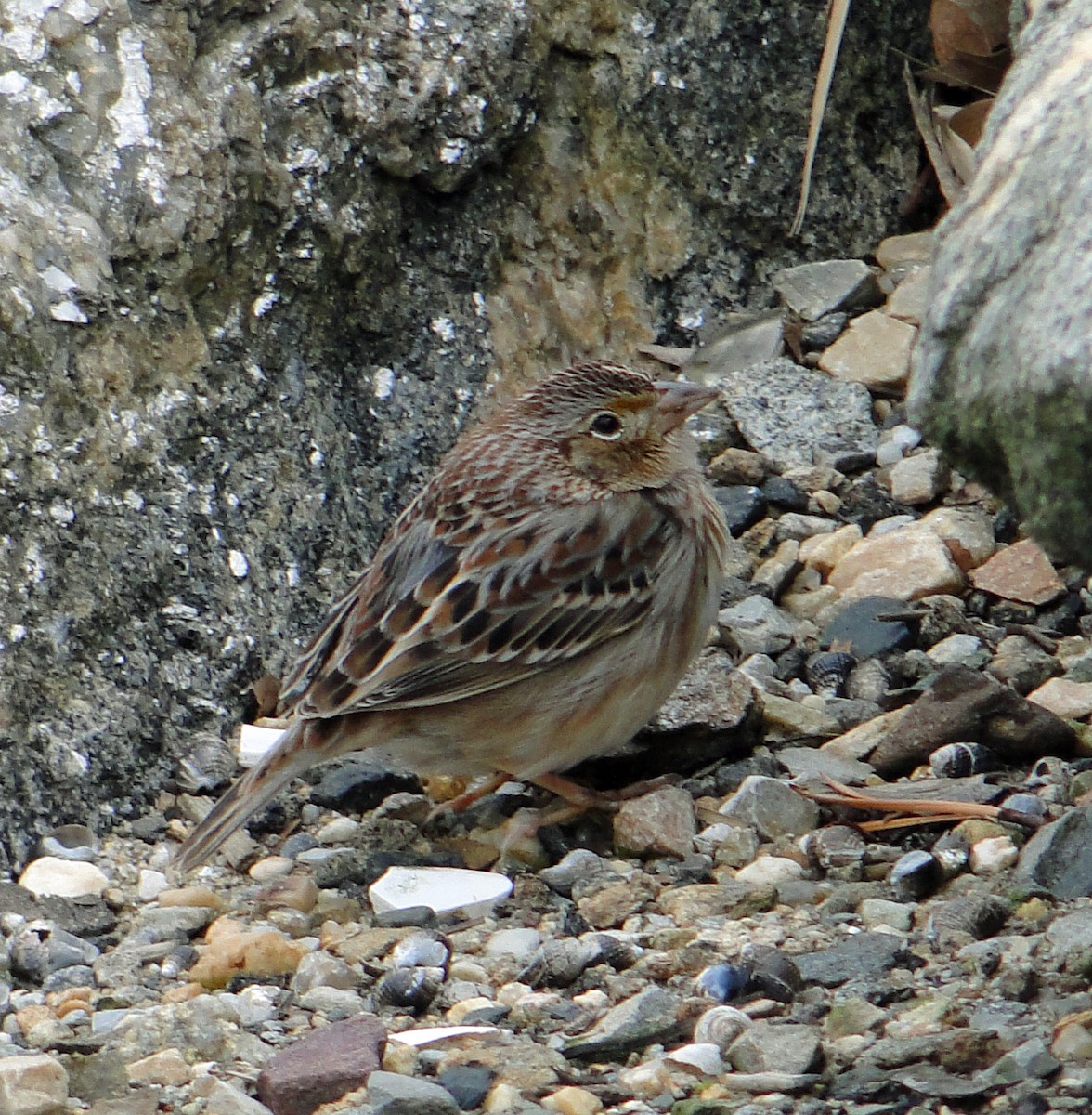 Grasshopper Sparrow - ML207530361