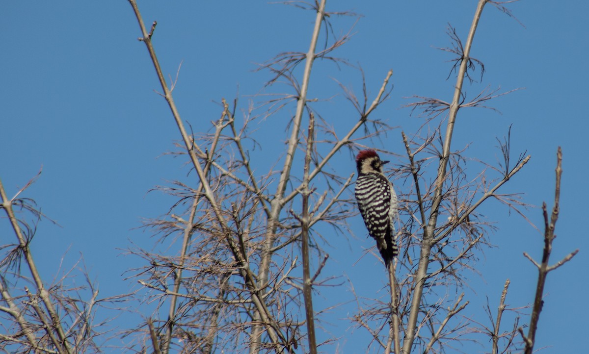 Ladder-backed Woodpecker - Nancy Fernández