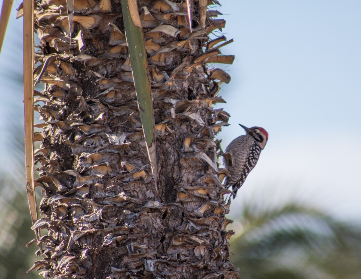 Ladder-backed Woodpecker - Nancy Fernández