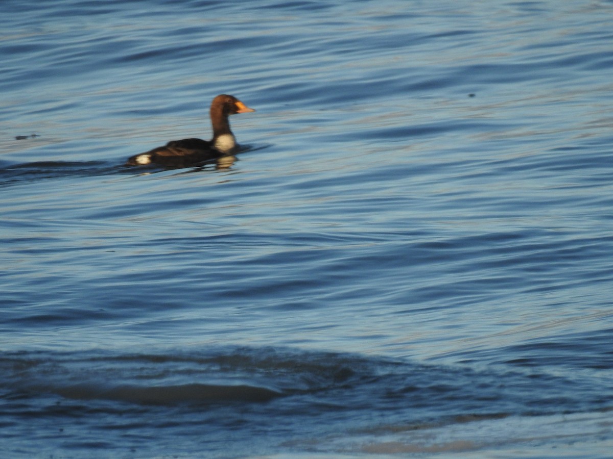 King Eider - ML207531041