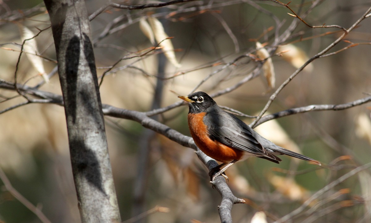 American Robin - ML20753191