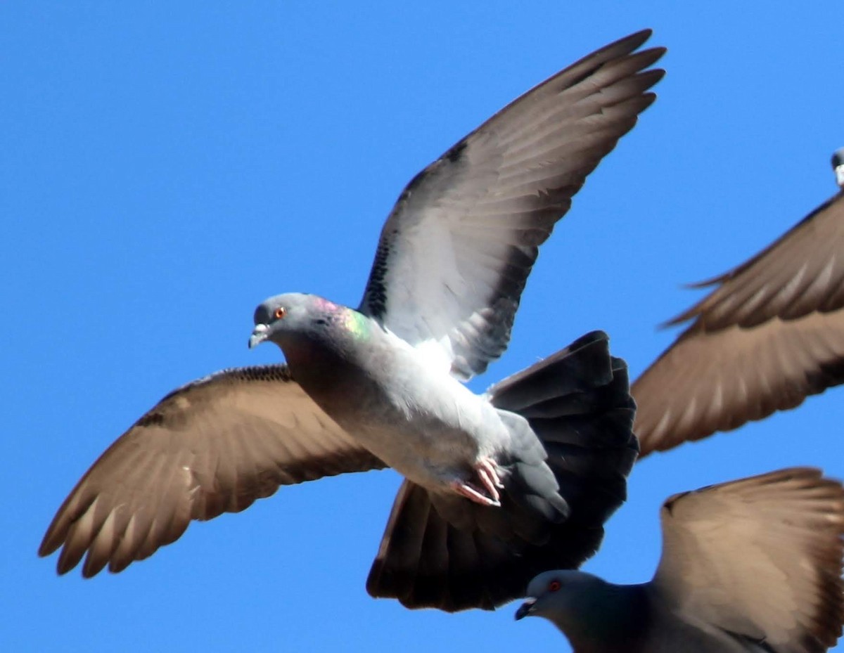 Rock Pigeon (Feral Pigeon) - ML207532111