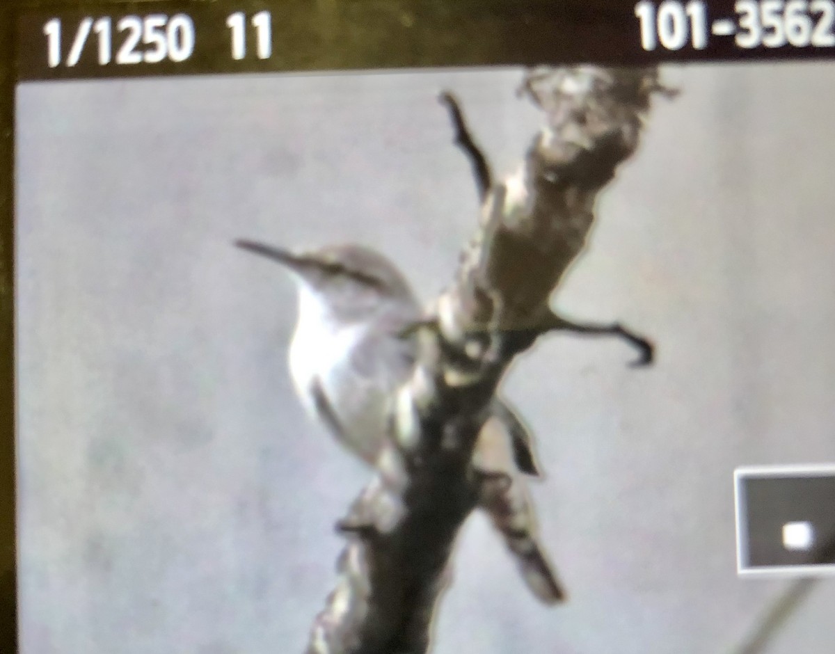 Rock Wren - Linda Layne