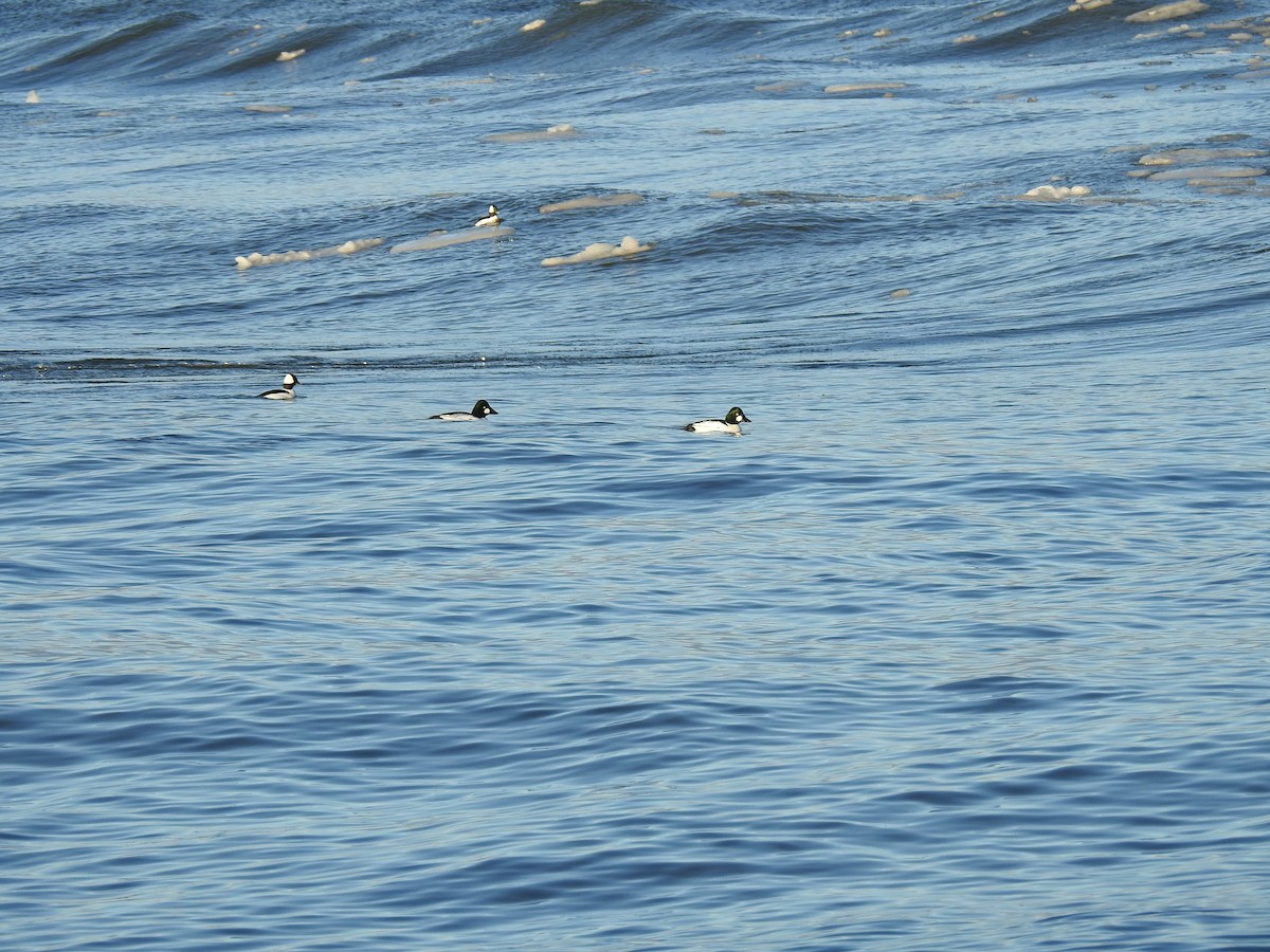 Bufflehead - ML207532261