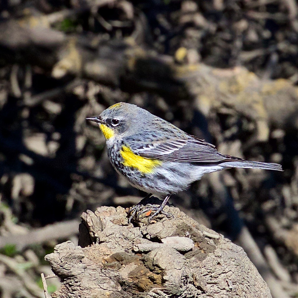 Yellow-rumped Warbler (Audubon's) - ML207532601