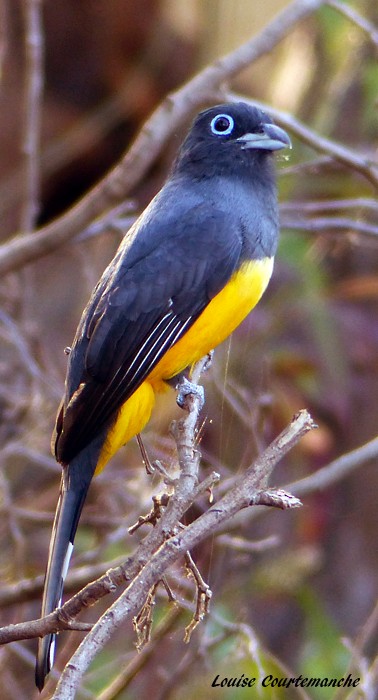 Trogon à tête noire - ML207533091