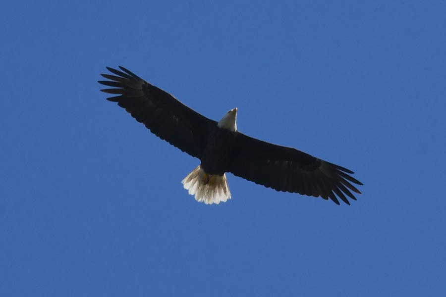 Bald Eagle - Troy Hibbitts