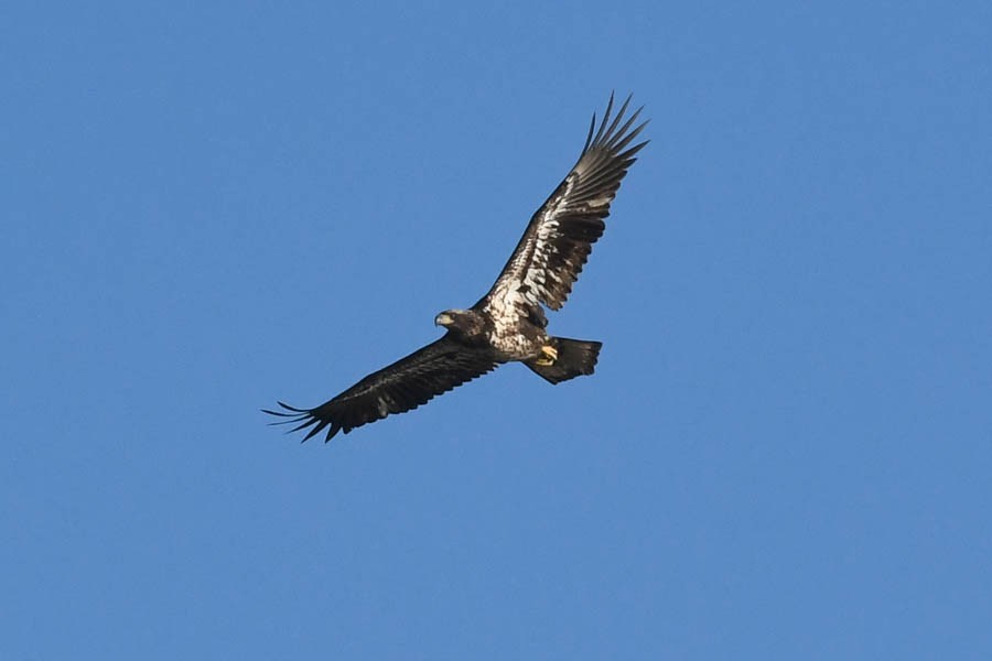 Bald Eagle - Troy Hibbitts