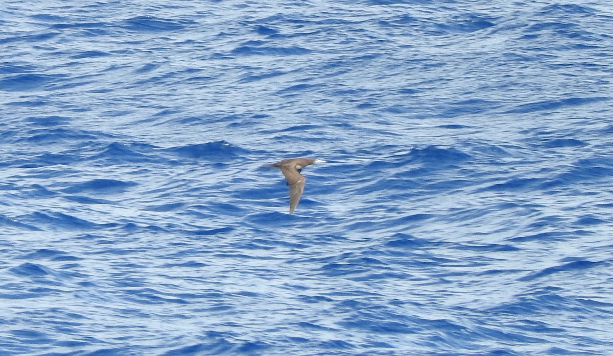Brown Booby - ML207535891