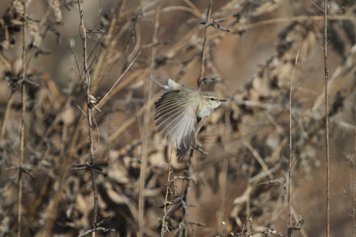 Common Chiffchaff (Siberian) - ML207536431