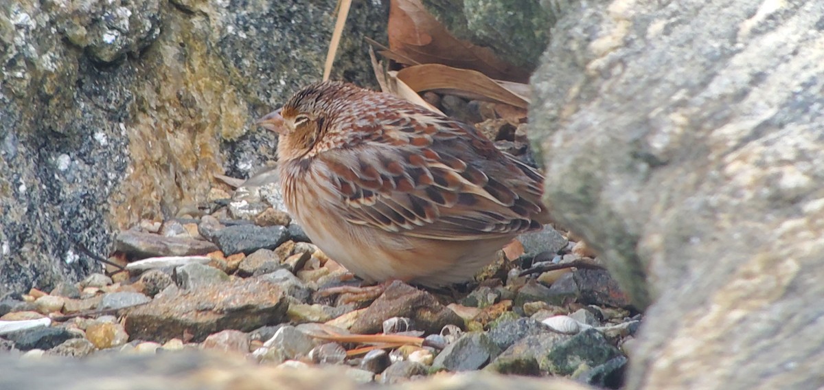 Grasshopper Sparrow - ML207536561