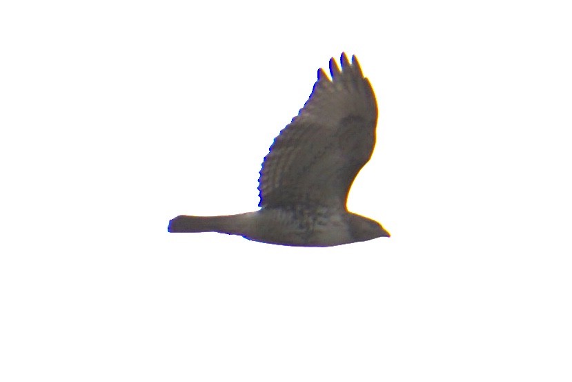 Red-tailed Hawk - ML207537271