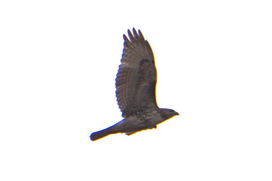 Red-tailed Hawk - ML207537281