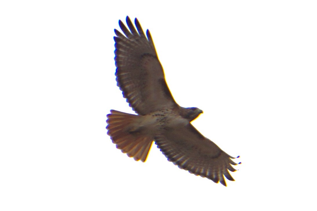Red-tailed Hawk - ML207537291
