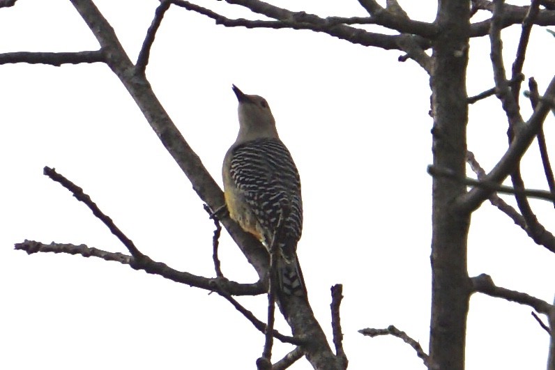 Red-bellied Woodpecker - ML207537301