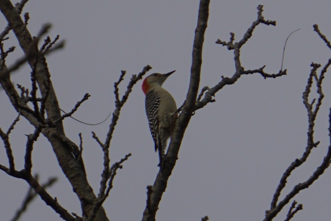 Red-bellied Woodpecker - ML207537311