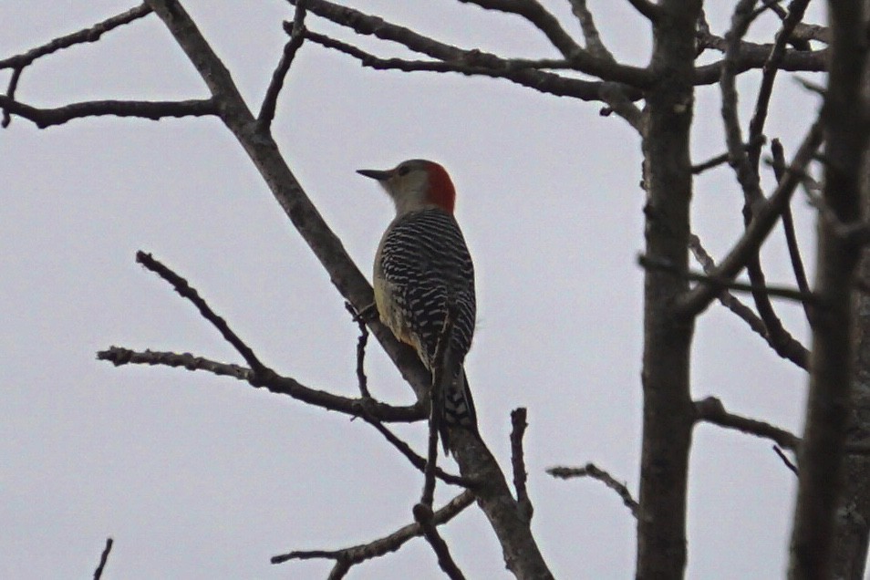 Red-bellied Woodpecker - ML207537321