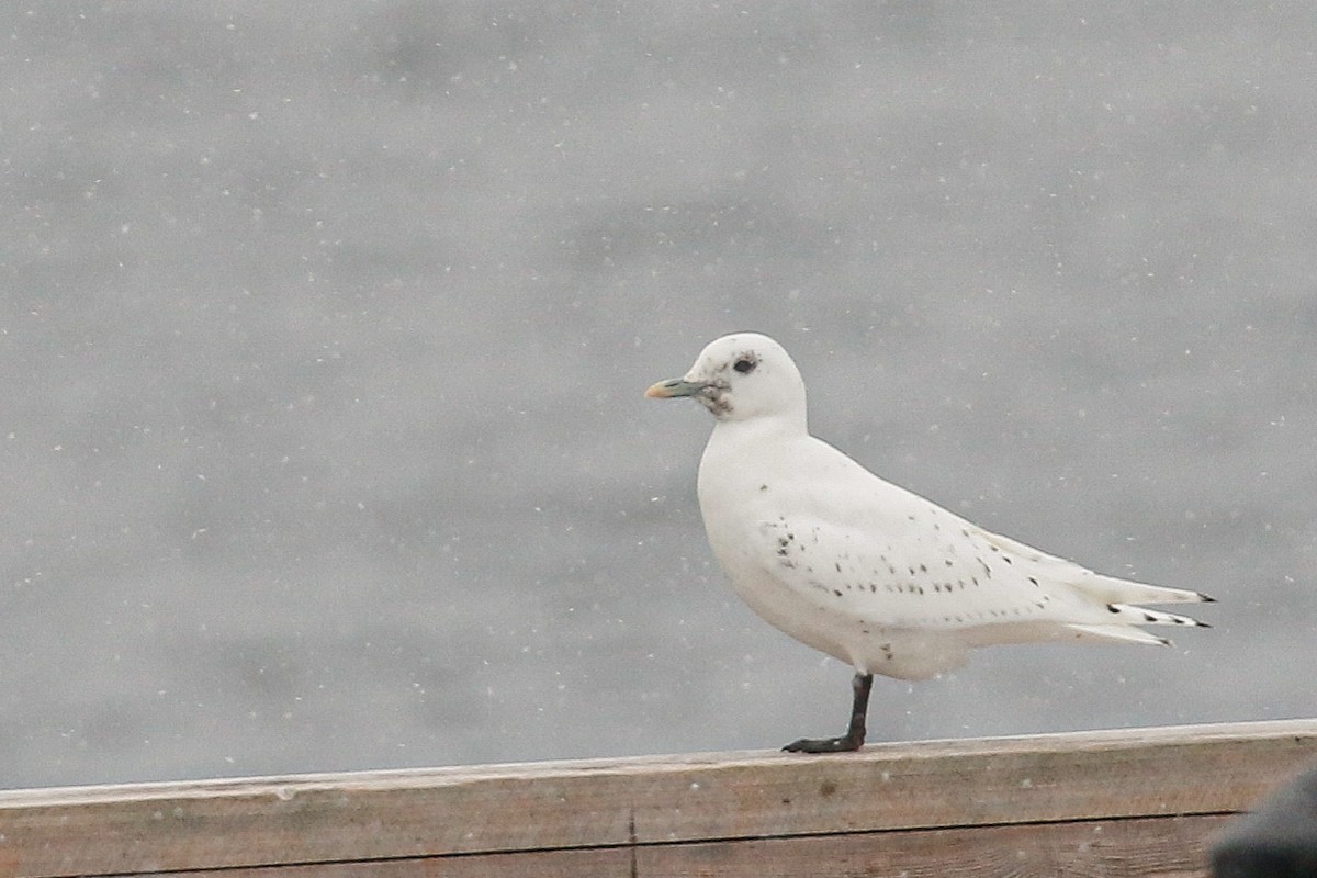 Mouette blanche - ML207537651