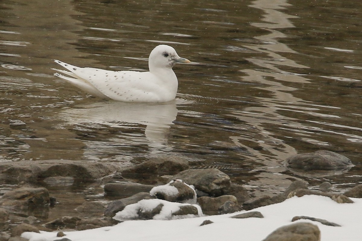 Ivory Gull - ML207537681