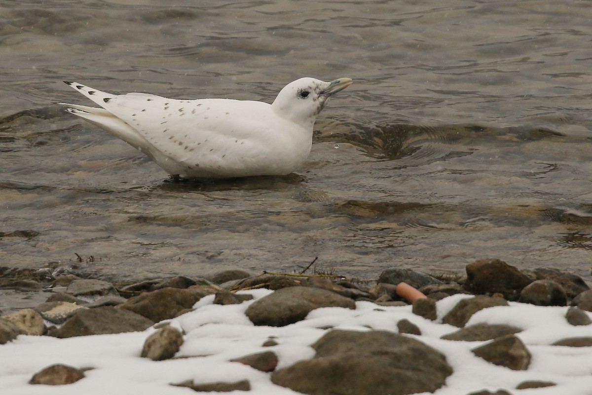 Ivory Gull - ML207537691