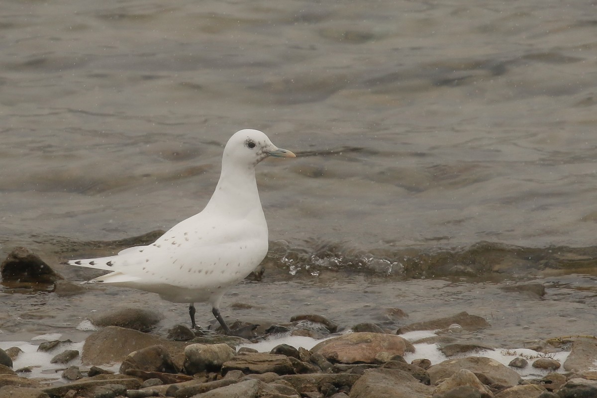 Ivory Gull - ML207537701