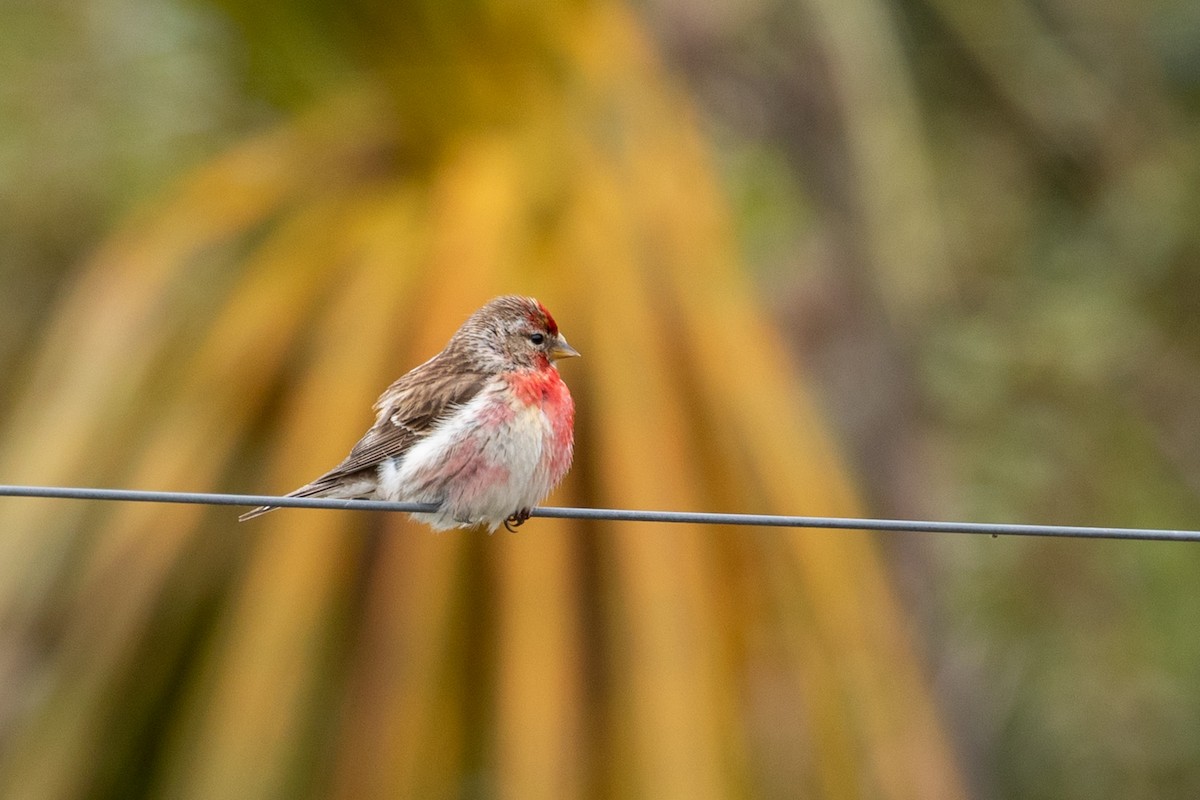 Lesser Redpoll - ML207538381