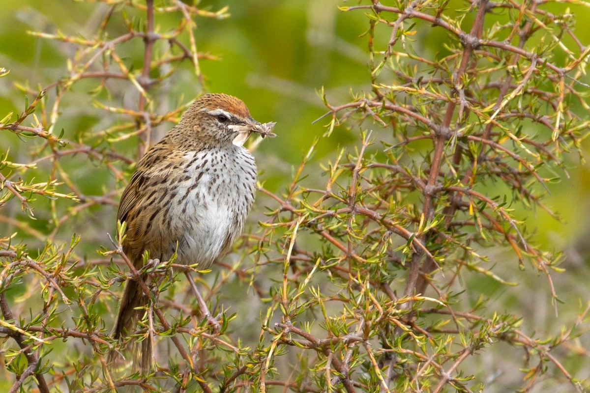 New Zealand Fernbird - Louis Bevier
