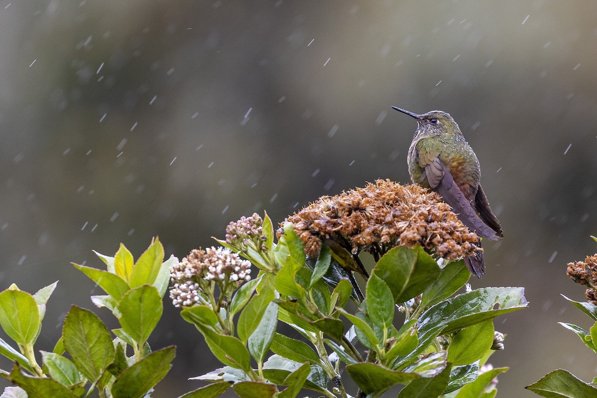 Bronze-tailed Thornbill - Alan Wells