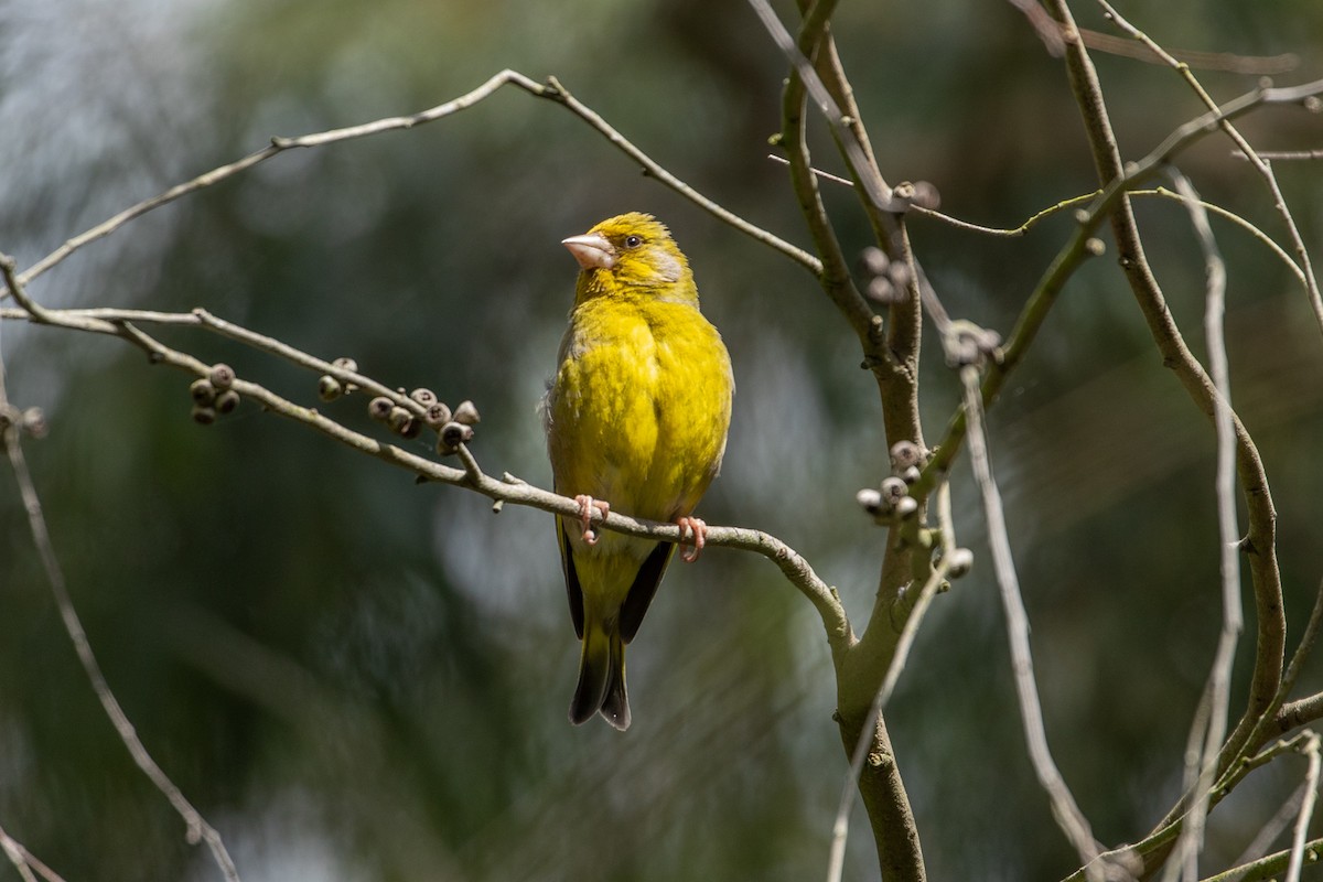 European Greenfinch - ML207541131