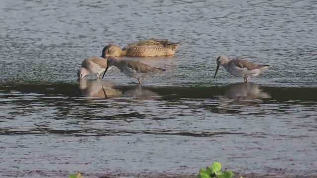 Stilt Sandpiper - ML207544671