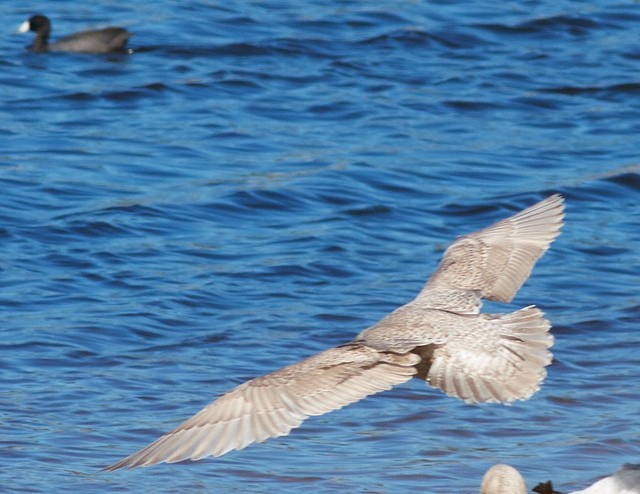 Iceland Gull (Thayer's) - ML20754561