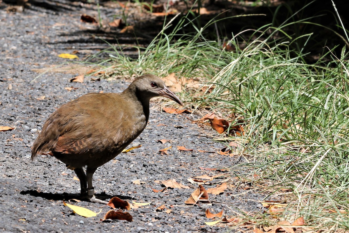 Lord Howe Rail - ML207545731