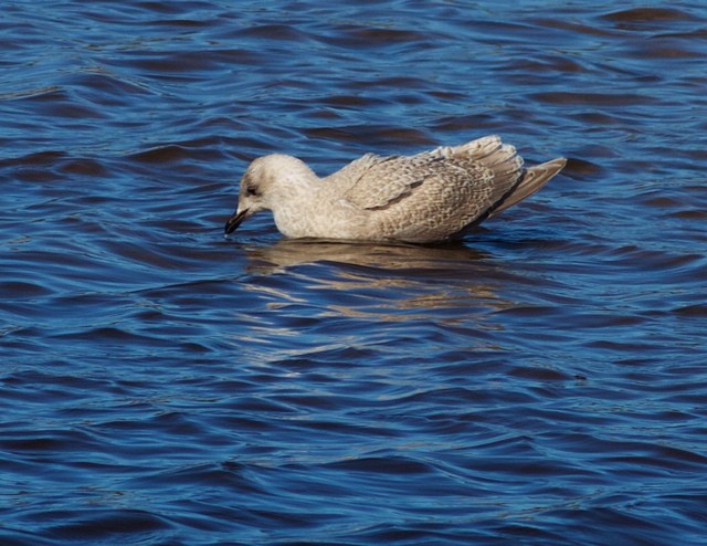 Iceland Gull (Thayer's) - ML20754581