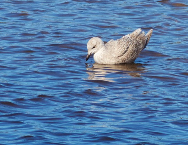 Iceland Gull (Thayer's) - ML20754621