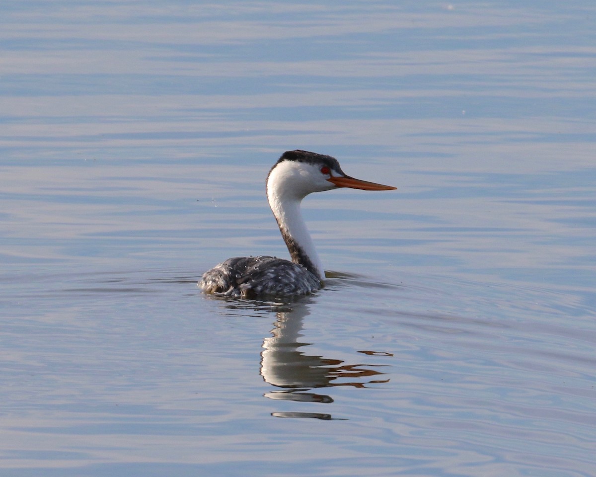 Clark's Grebe - Terence Degan