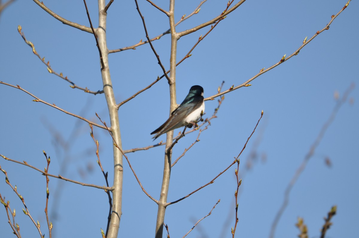 Tree Swallow - ML207547781