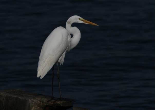 Great Egret - ML20754941