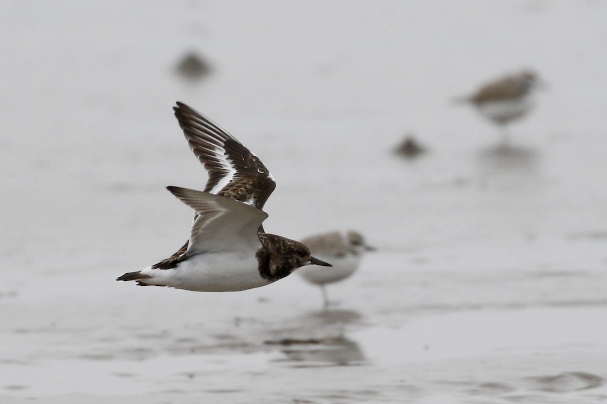 Ruddy Turnstone - Ted Keyel