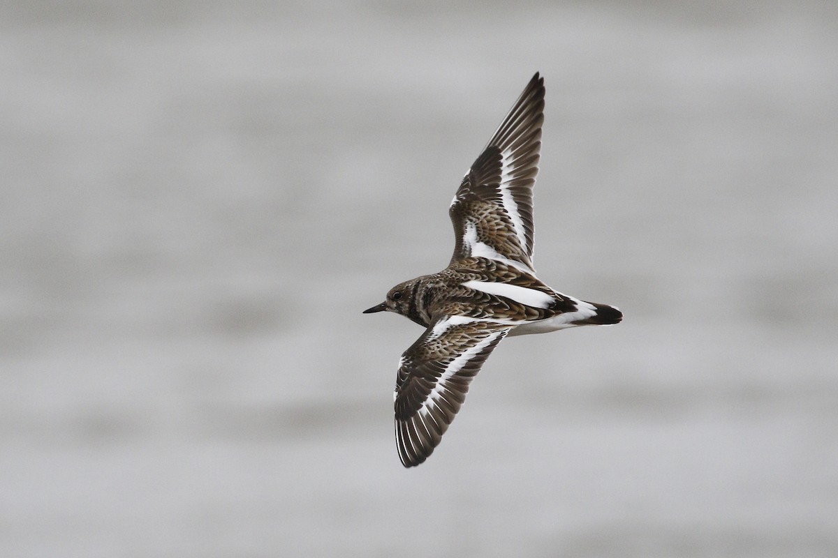Ruddy Turnstone - Anonymous