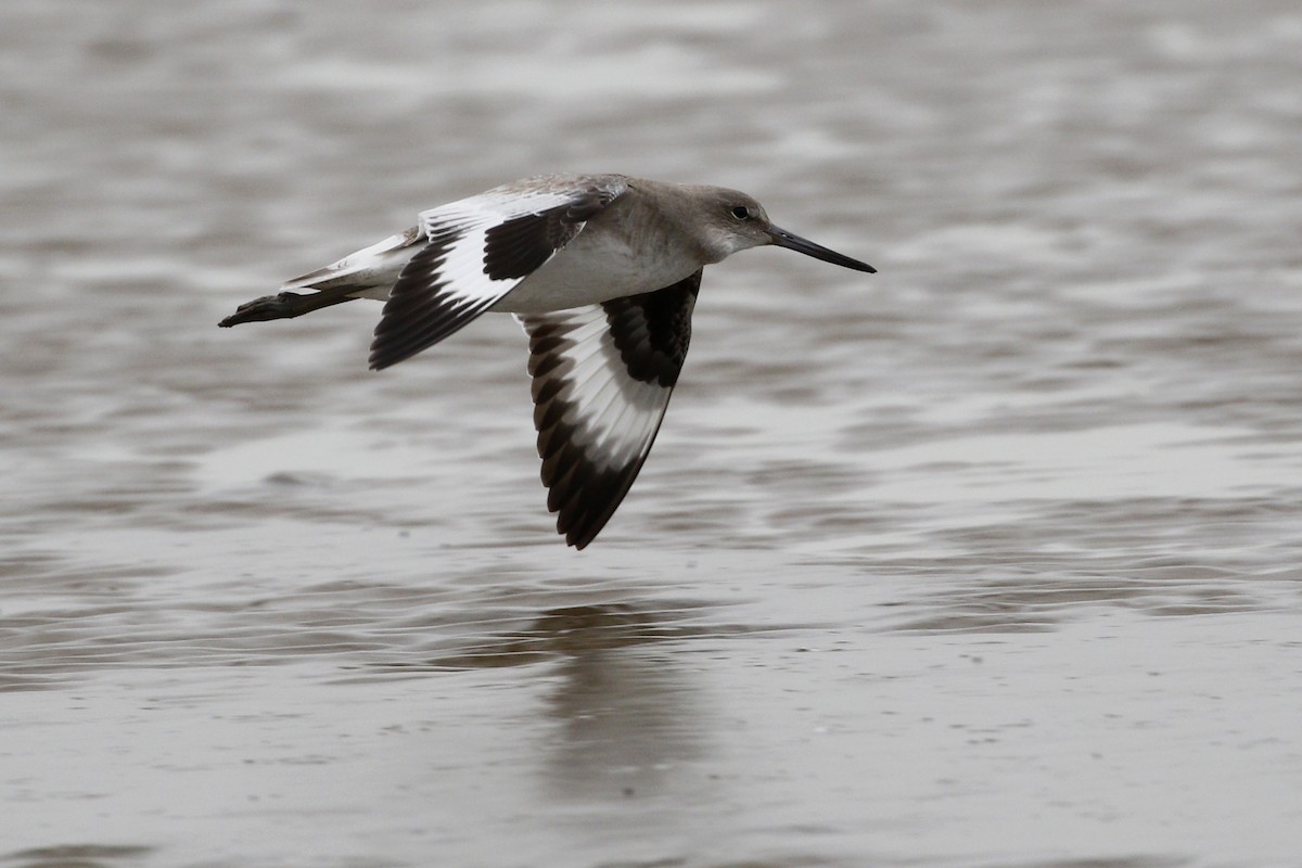 Willet - ML207551071