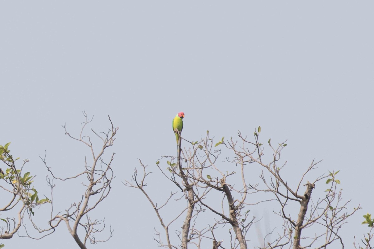 Plum-headed Parakeet - ML207551151