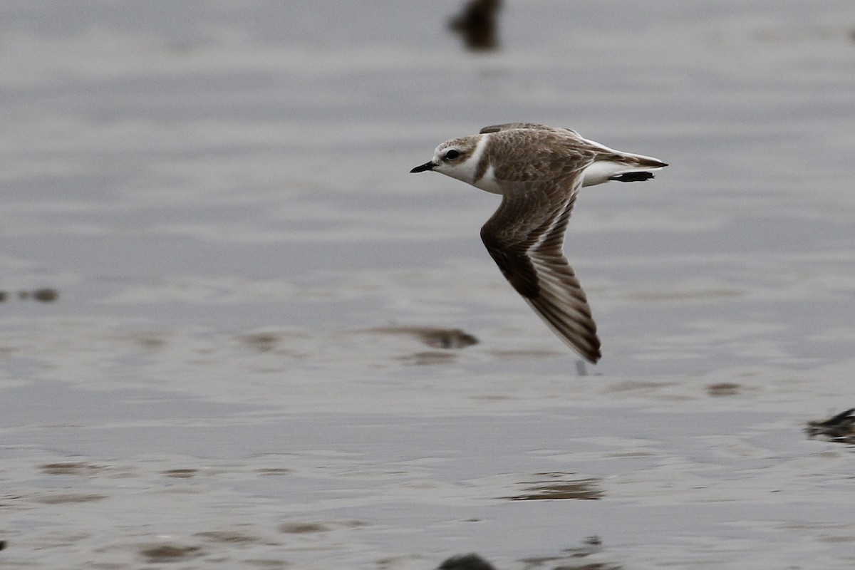 Snowy Plover - Ted Keyel