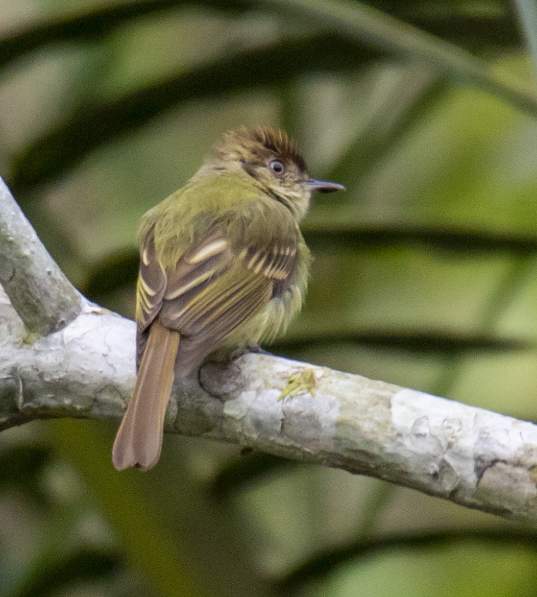 Sepia-capped Flycatcher - ML207551561
