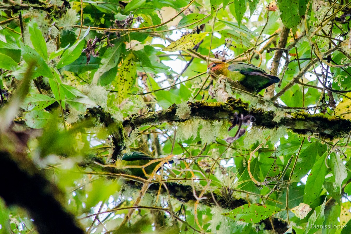 Rusty-faced Parrot - ML207551931