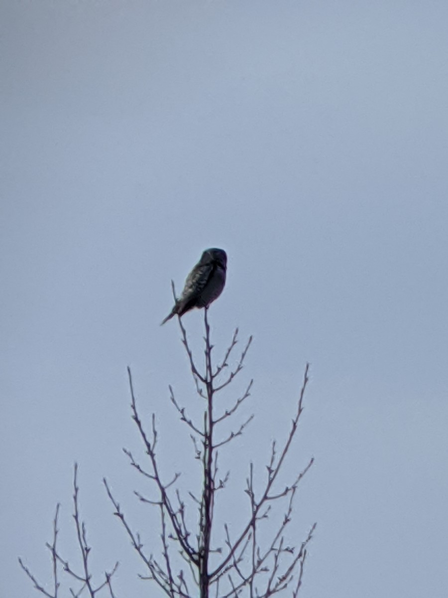 Northern Hawk Owl - Kelsey  Bell