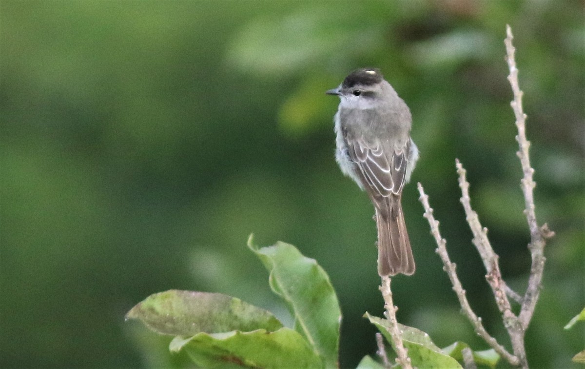 Crowned Slaty Flycatcher - ML207553651