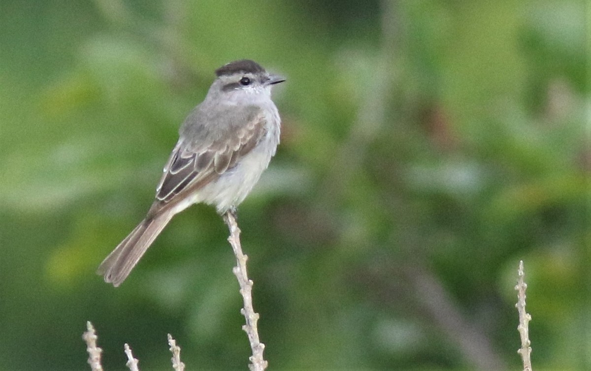 Crowned Slaty Flycatcher - ML207553741